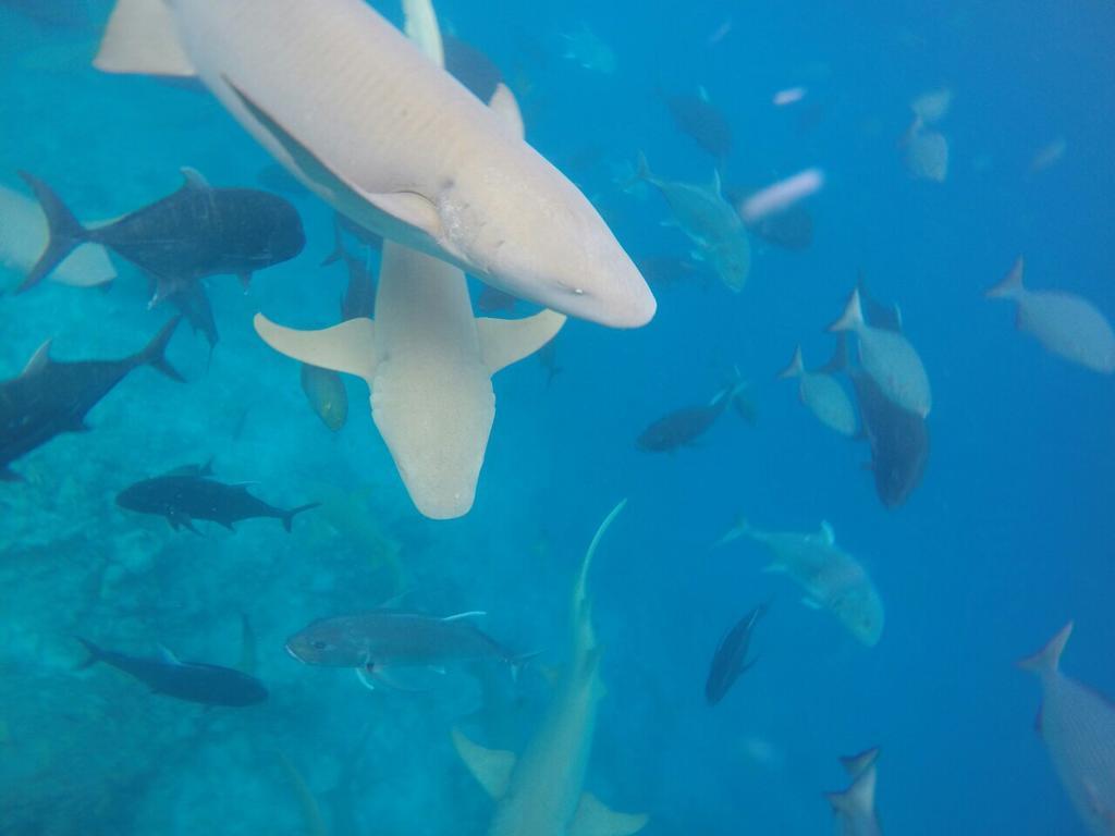 Sancia Lodge Fulidhoo Eksteriør bilde