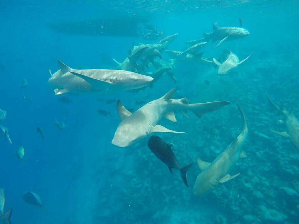 Sancia Lodge Fulidhoo Eksteriør bilde