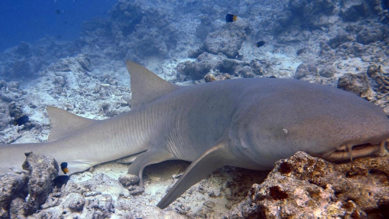 Sancia Lodge Fulidhoo Eksteriør bilde