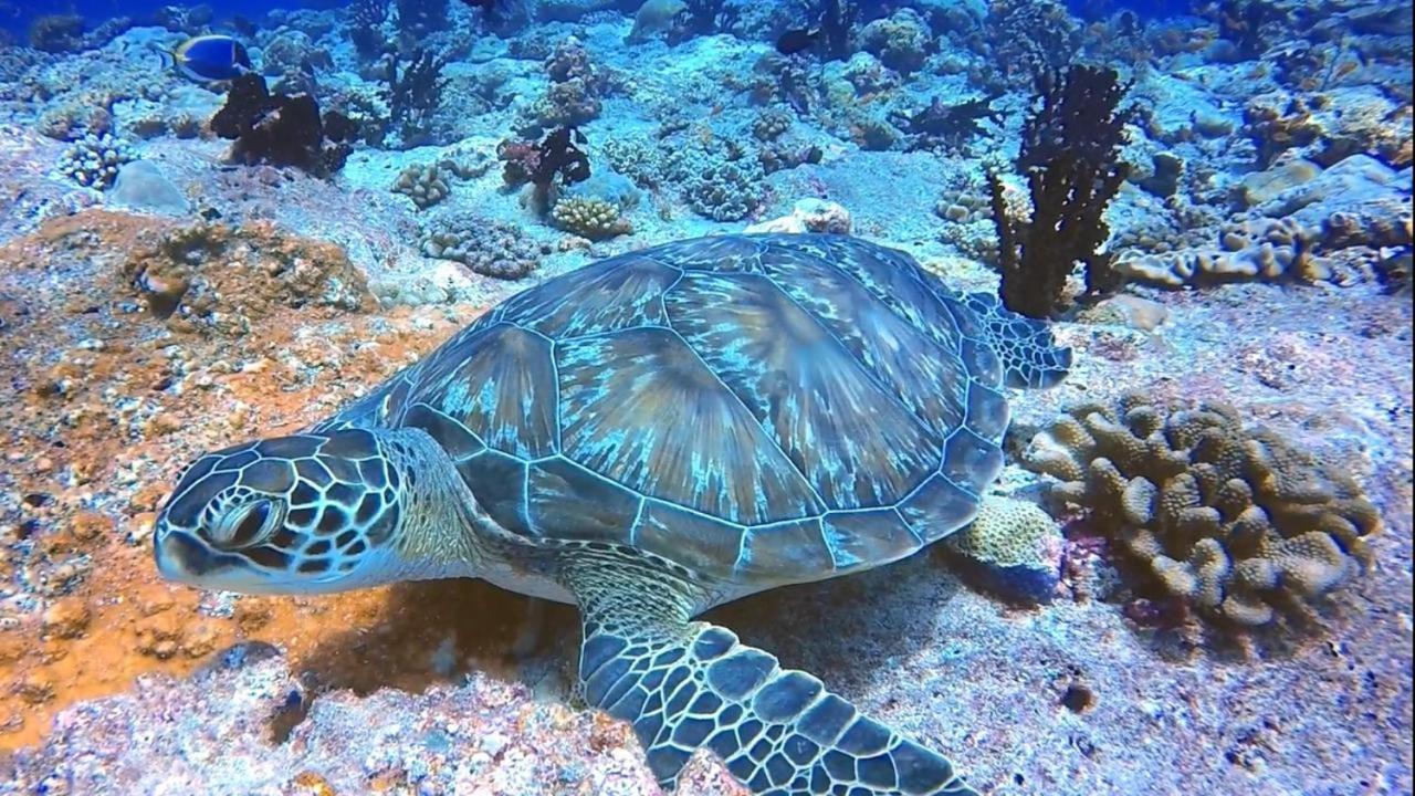 Sancia Lodge Fulidhoo Eksteriør bilde