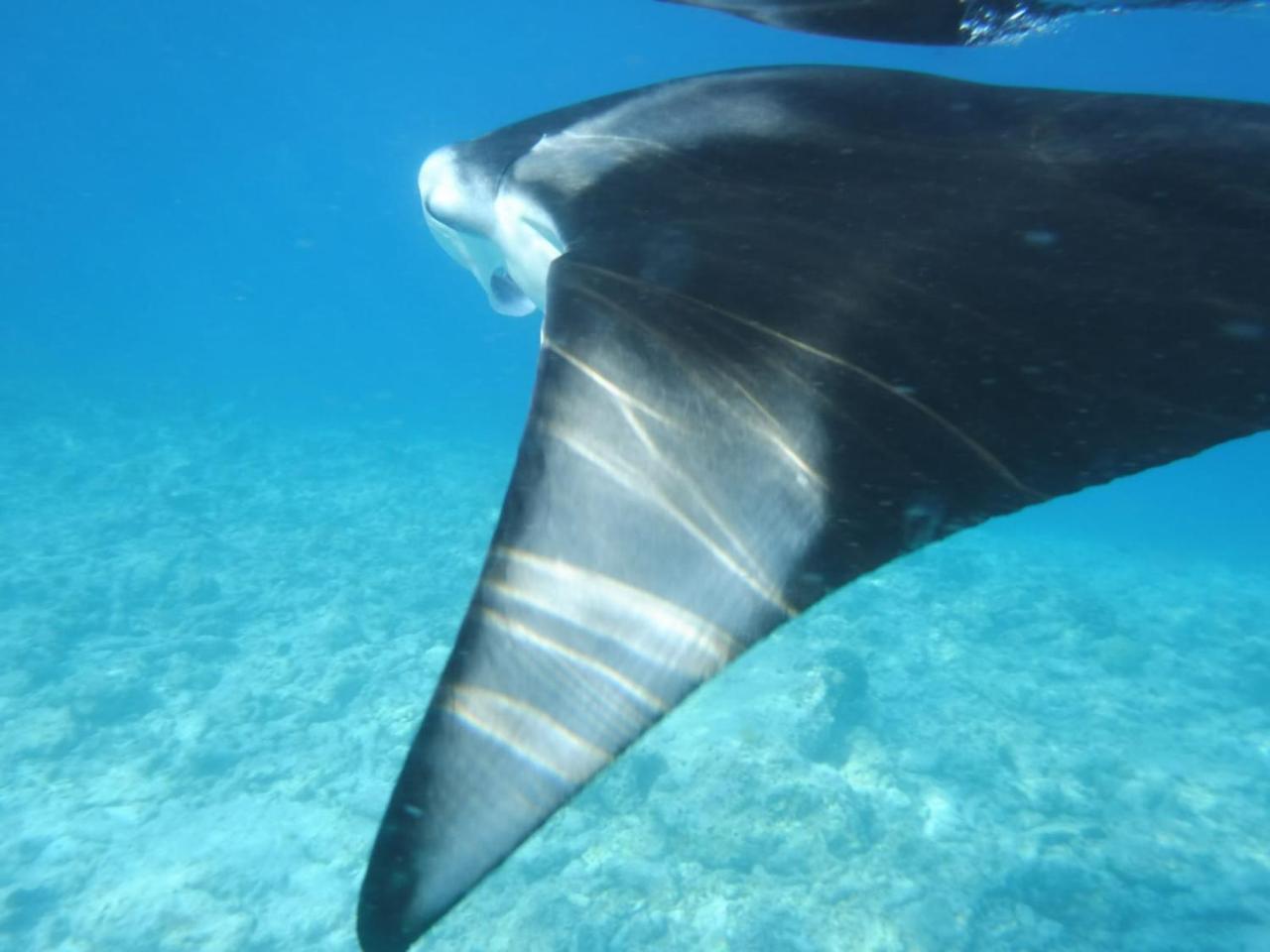 Sancia Lodge Fulidhoo Eksteriør bilde