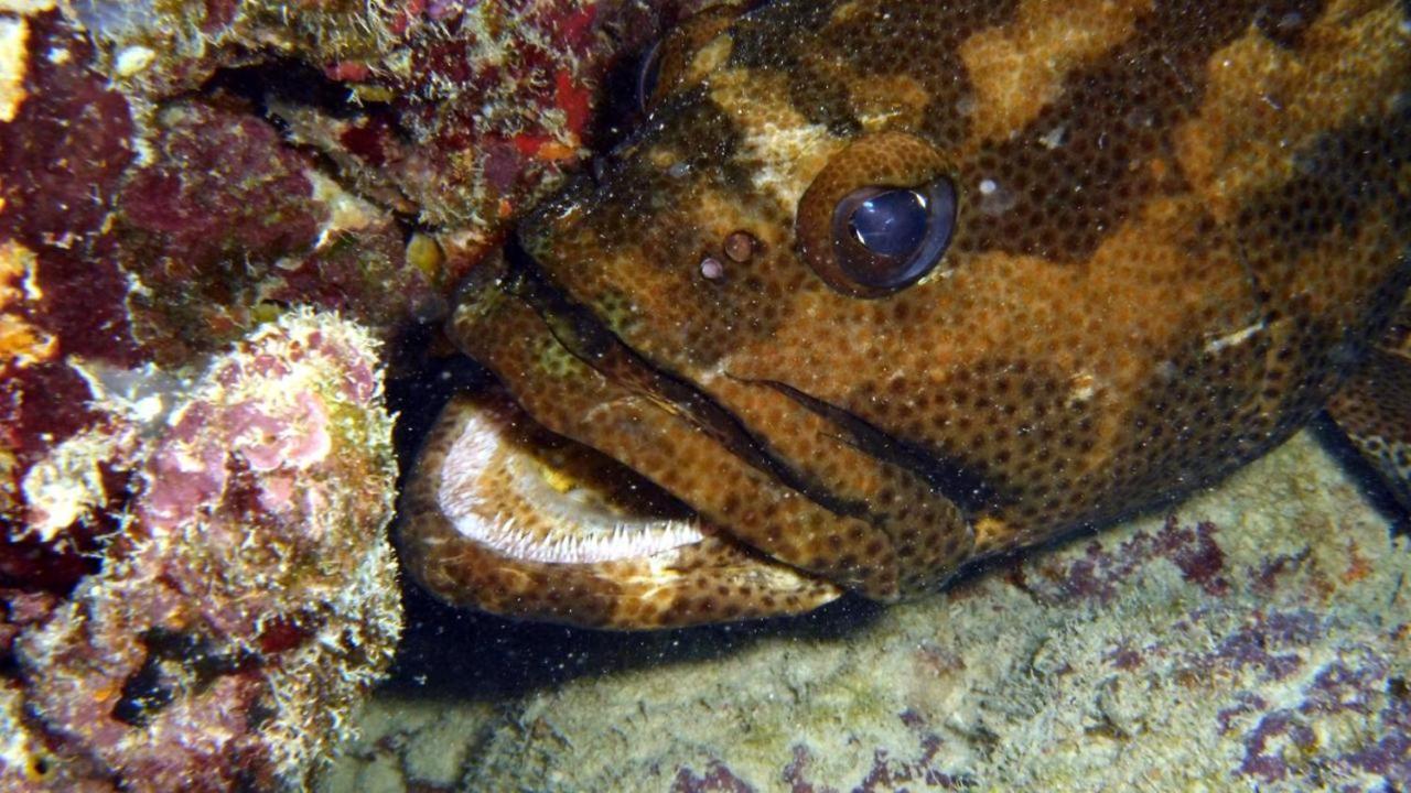 Sancia Lodge Fulidhoo Eksteriør bilde