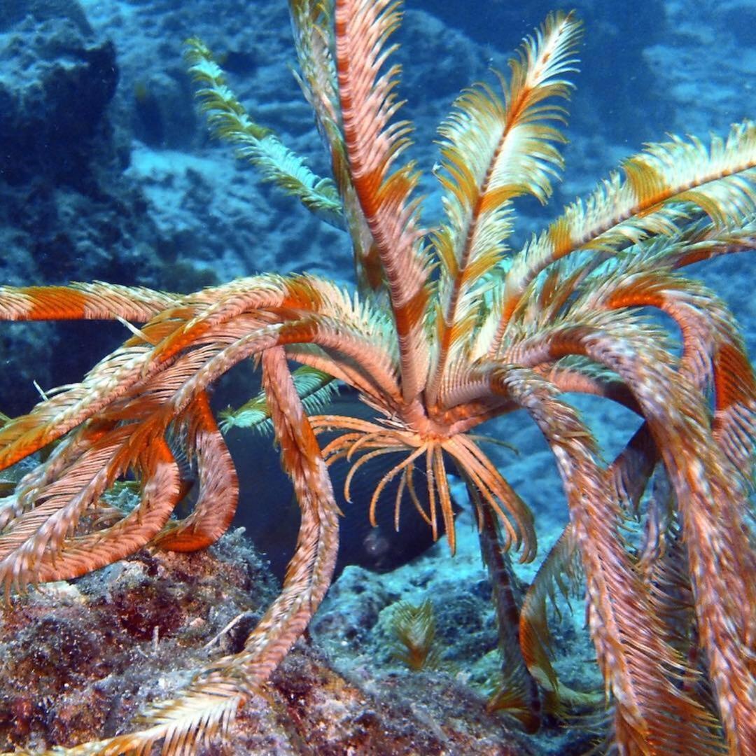 Sancia Lodge Fulidhoo Eksteriør bilde